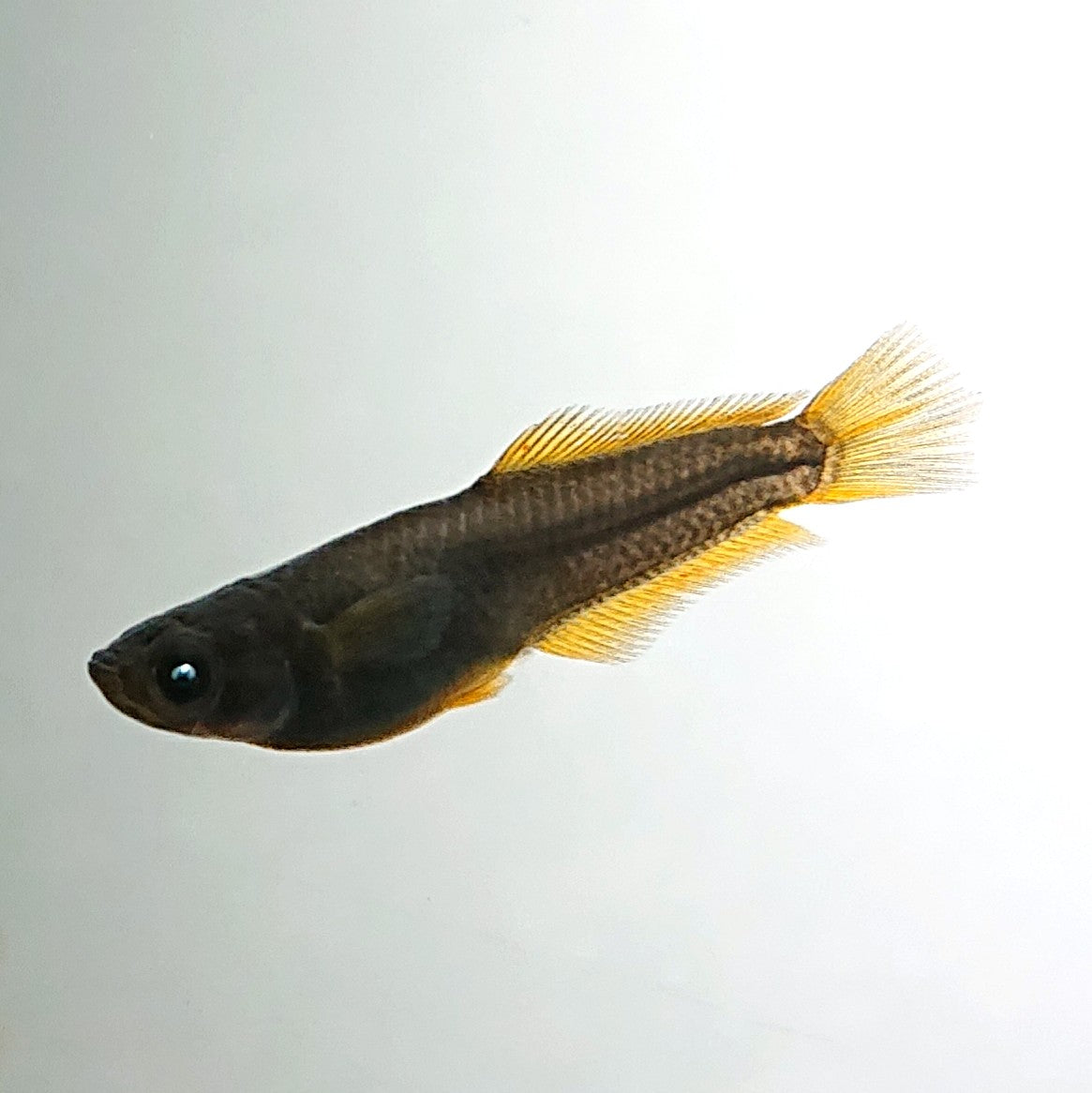 【現物】オーブ×夢神 F10　2ペア　ヒレ長形質　3842