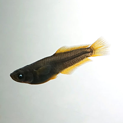 【現物】オーブ×夢神 F10　2ペア　ヒレ長形質　3842