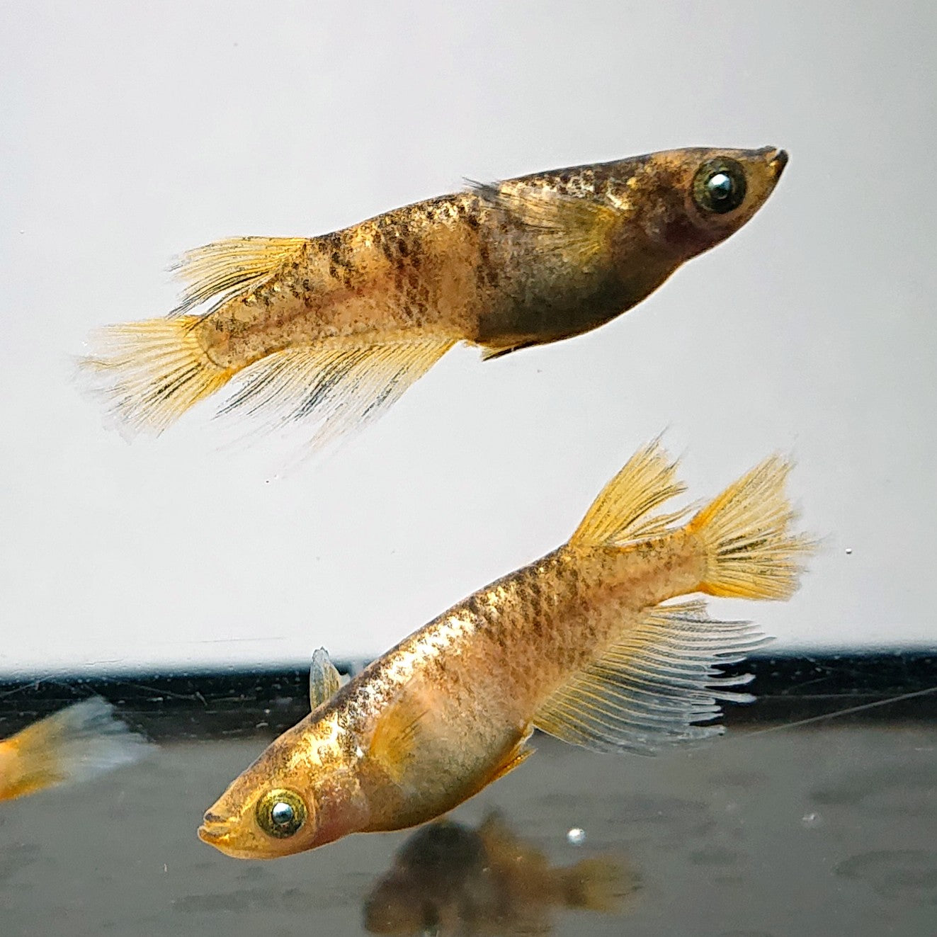 【現物】【上物】金閣 両眼アースアイ　2ペア　スワロー発現個体 抱卵中　3840