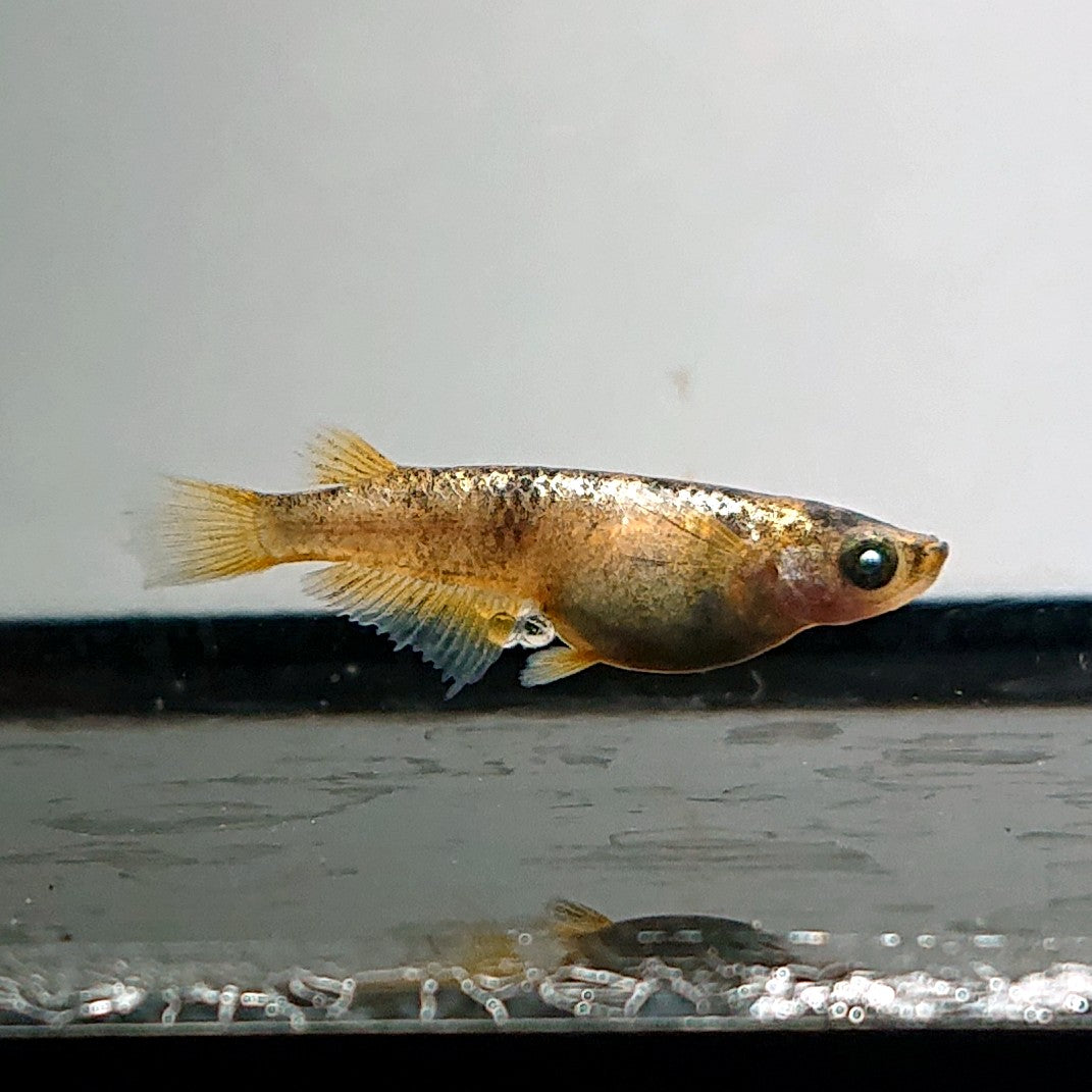 【現物】【上物】金閣 両眼アースアイ　2ペア　スワロー発現個体 抱卵中　3840