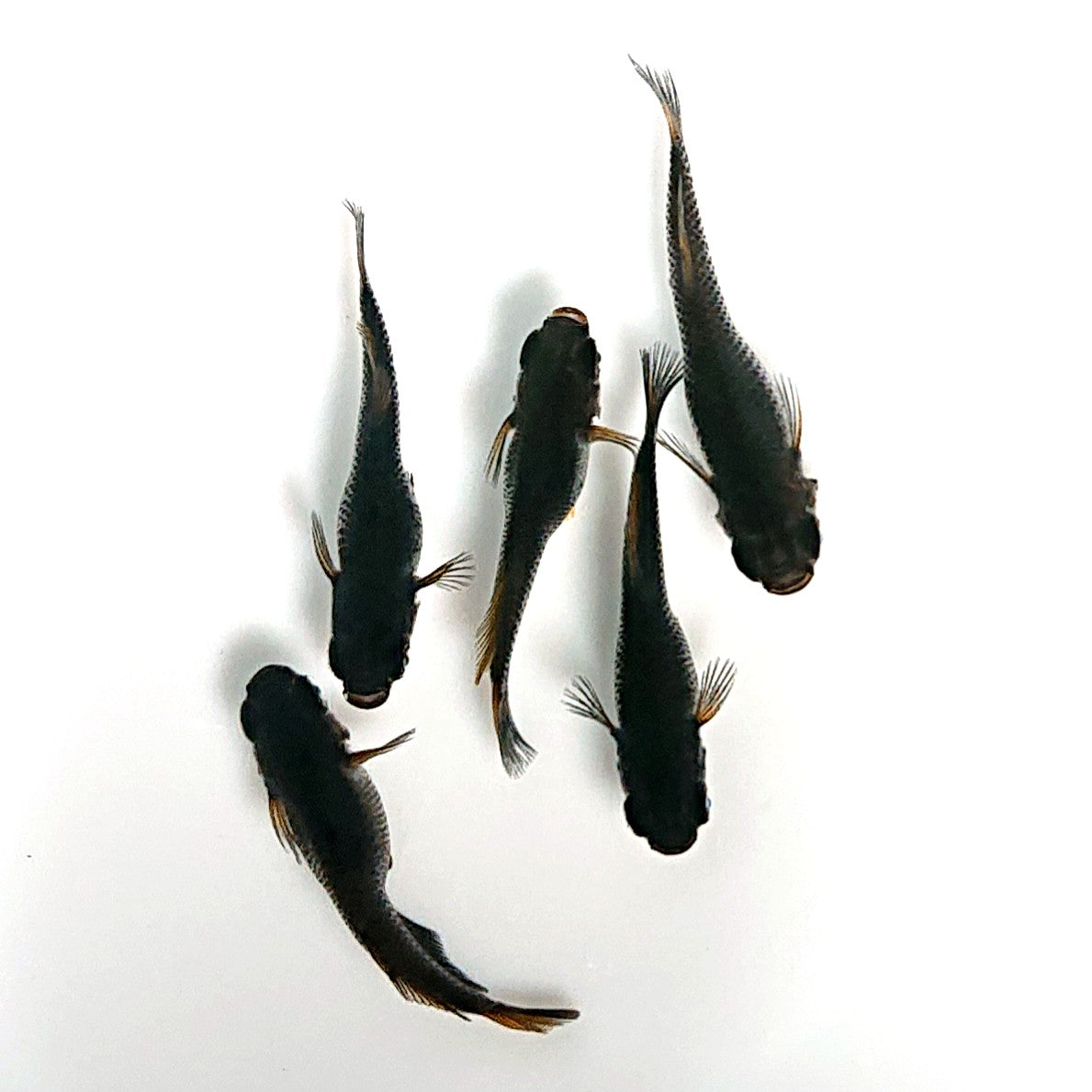 【現物】夢神 両眼アースアイ　5匹　オス2メス3　3844