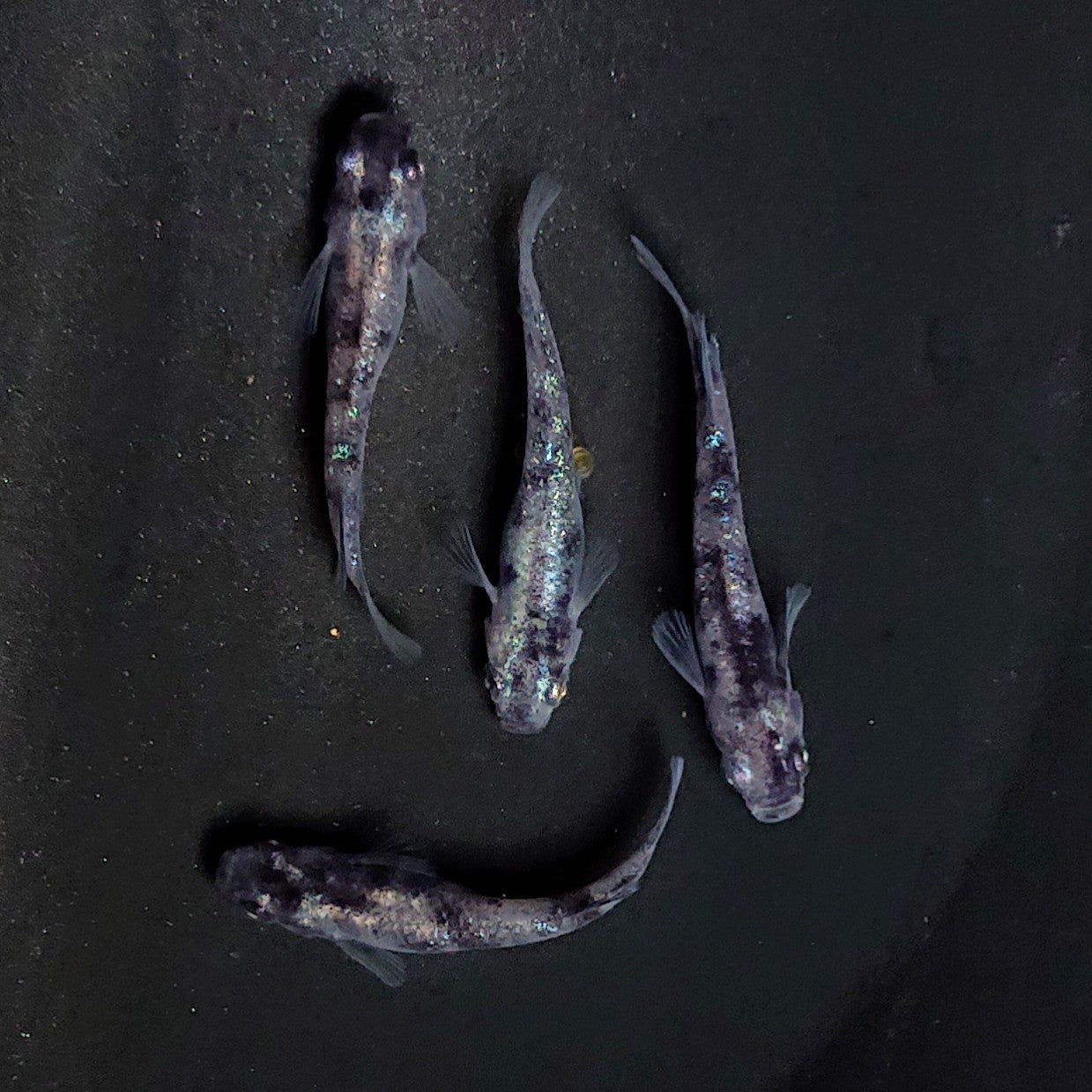 【現物】和墨白銀 両眼アースアイ　2ペア　抱卵中　3841