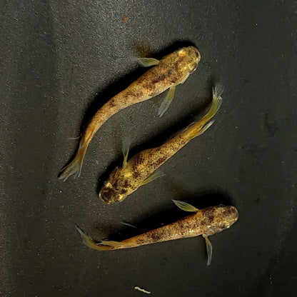 【現物】金閣ワイドフィン　3匹　オス2メス1　3843