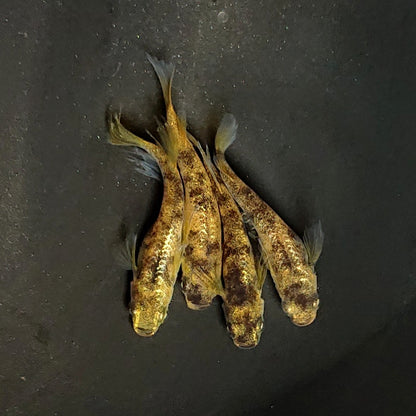 【現物】【上物】金閣 両眼アースアイ　2ペア　スワロー発現個体 抱卵中　3840