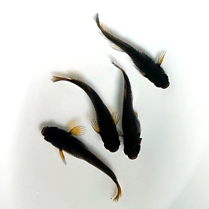 【現物】オーブ×夢神 F10　2ペア　ヒレ長形質　3842