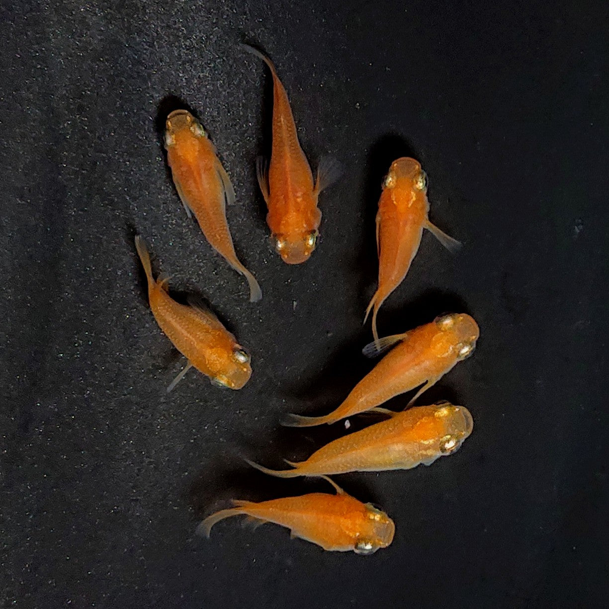 【現物】紅帝だるま　7匹　オス4メス3　3848