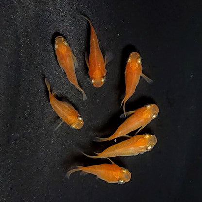 【現物】紅帝だるま　7匹　オス4メス3　3848