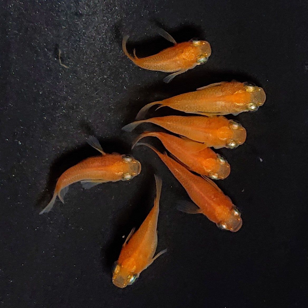 【現物】紅帝だるま　7匹　オス4メス3　3848