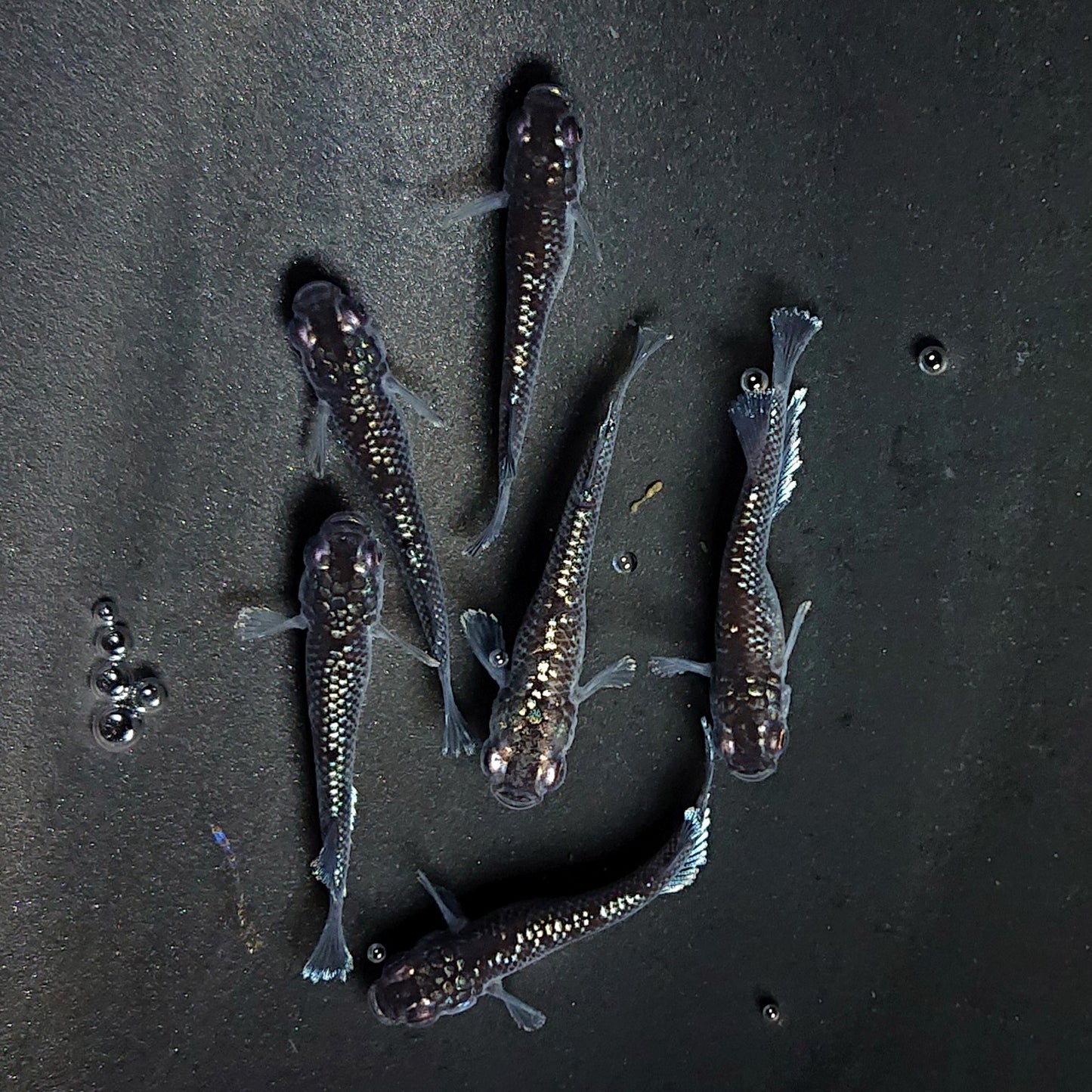 【現物】ミッドナイトフリル ラメtype　3ペア　3846