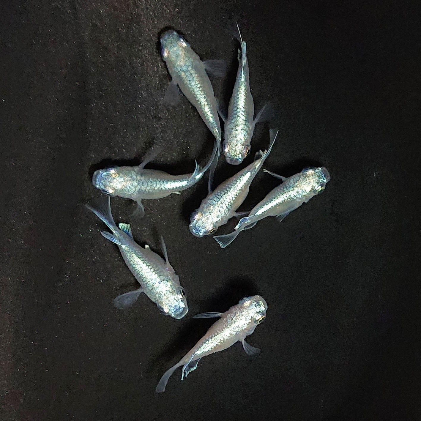 【現物】エンゼル　7匹　オス4メス3　3849