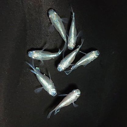 【現物】エンゼル　7匹　オス4メス3　3849