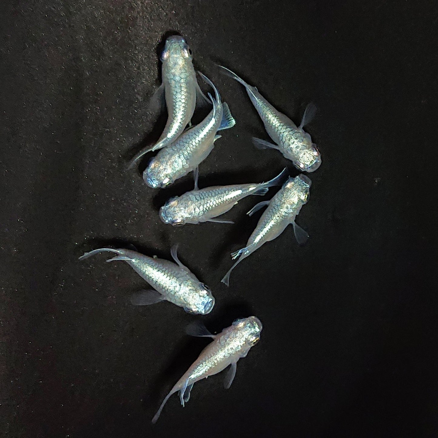 【現物】エンゼル　7匹　オス4メス3　3849