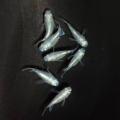 【現物】エンゼル　7匹　オス4メス3　3849