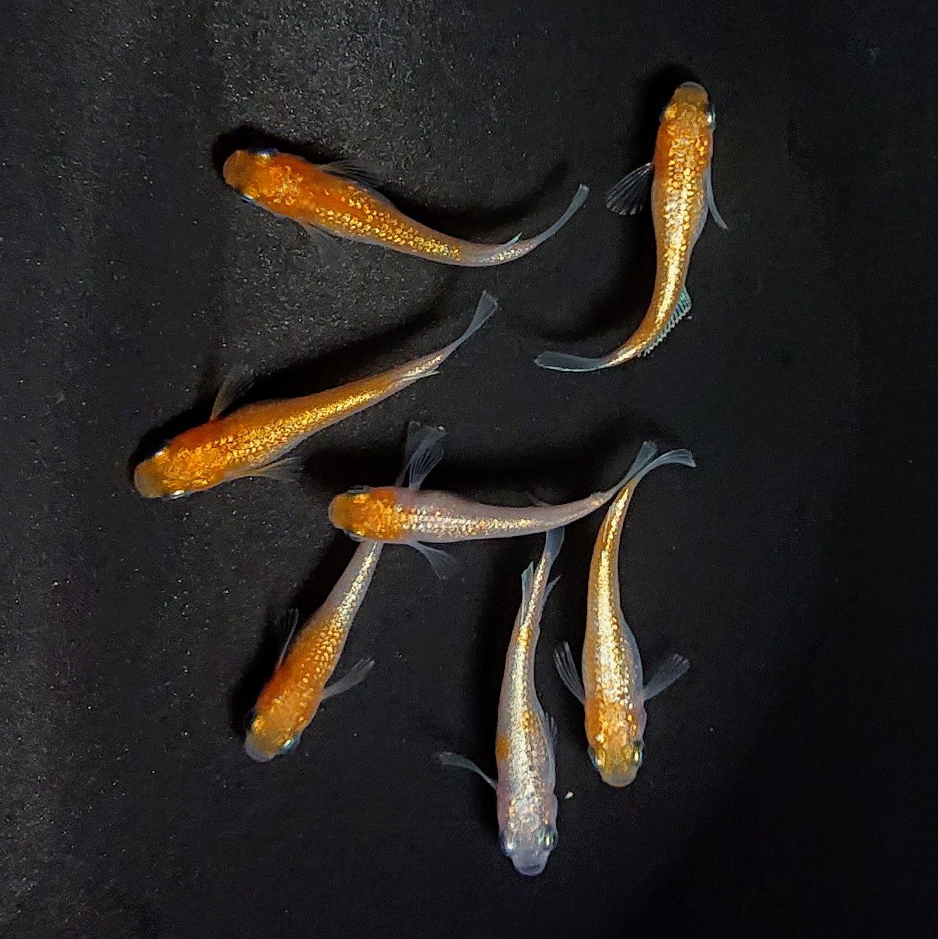 【現物】紅白ヒミツヘイキ　7匹　オス4メス3　3851