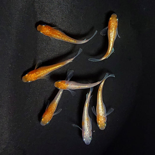 【現物】紅白ヒミツヘイキ　7匹　オス4メス3　3851