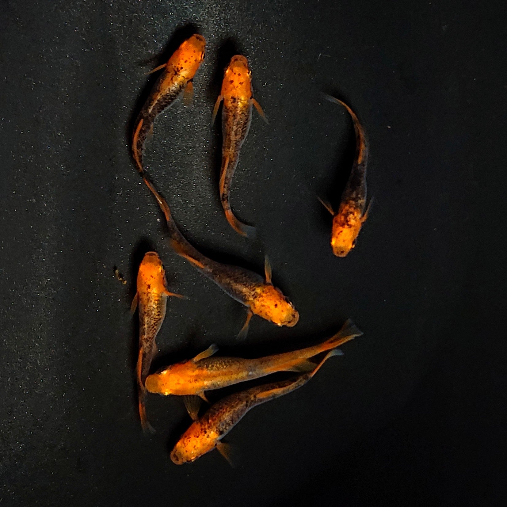 （石翠めだか）白カブキ オス2匹メス3匹 産卵中 めだか | 新高滝観魚園