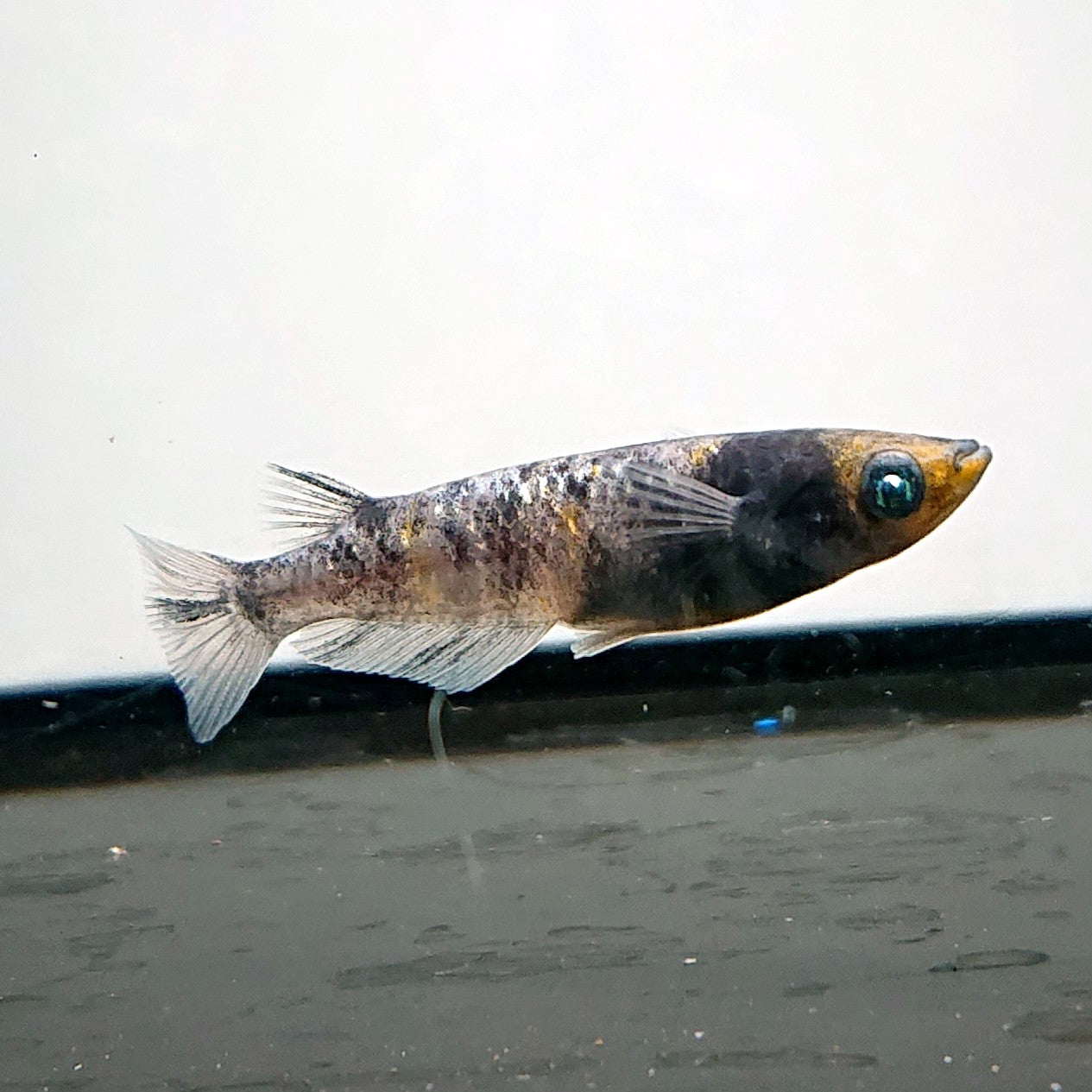 【現物】和墨白銀三色　3匹　オス2メス1　3856