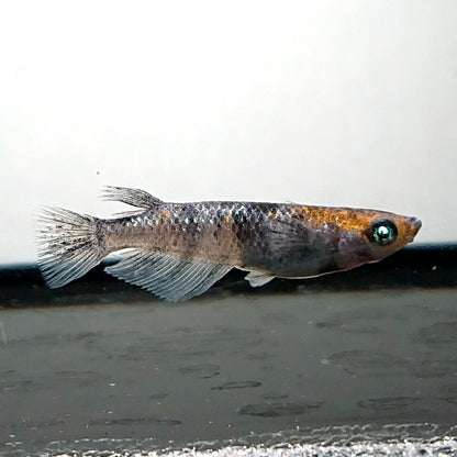 【現物】和墨白銀三色　3匹　オス2メス1　3856