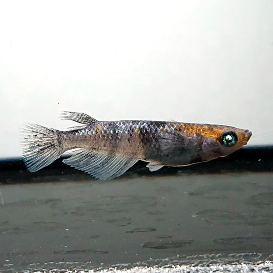 【いぶきの日】和墨白銀三色　5匹＋保障1匹セット　4090