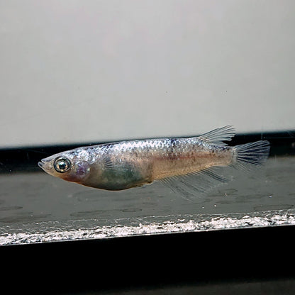 【現物】和墨白銀　5匹　オス2メス3　抱卵中　3855