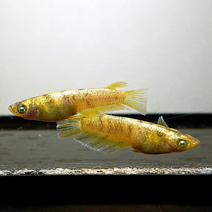 【現物】【NEW】金箔和墨　3匹　オス2メス1　3853