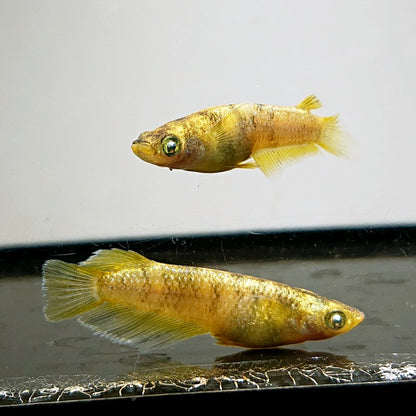 【現物】【NEW】金箔和墨　3匹　オス2メス1　3853