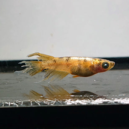 【現物】金閣　5匹　オス3メス2　スワロー発現ペア入り　3854