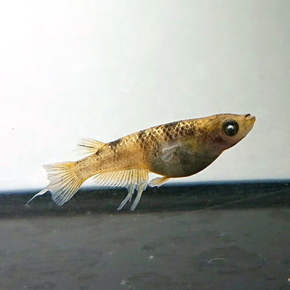 【現物】金閣　5匹　オス3メス2　スワロー発現ペア入り　3854