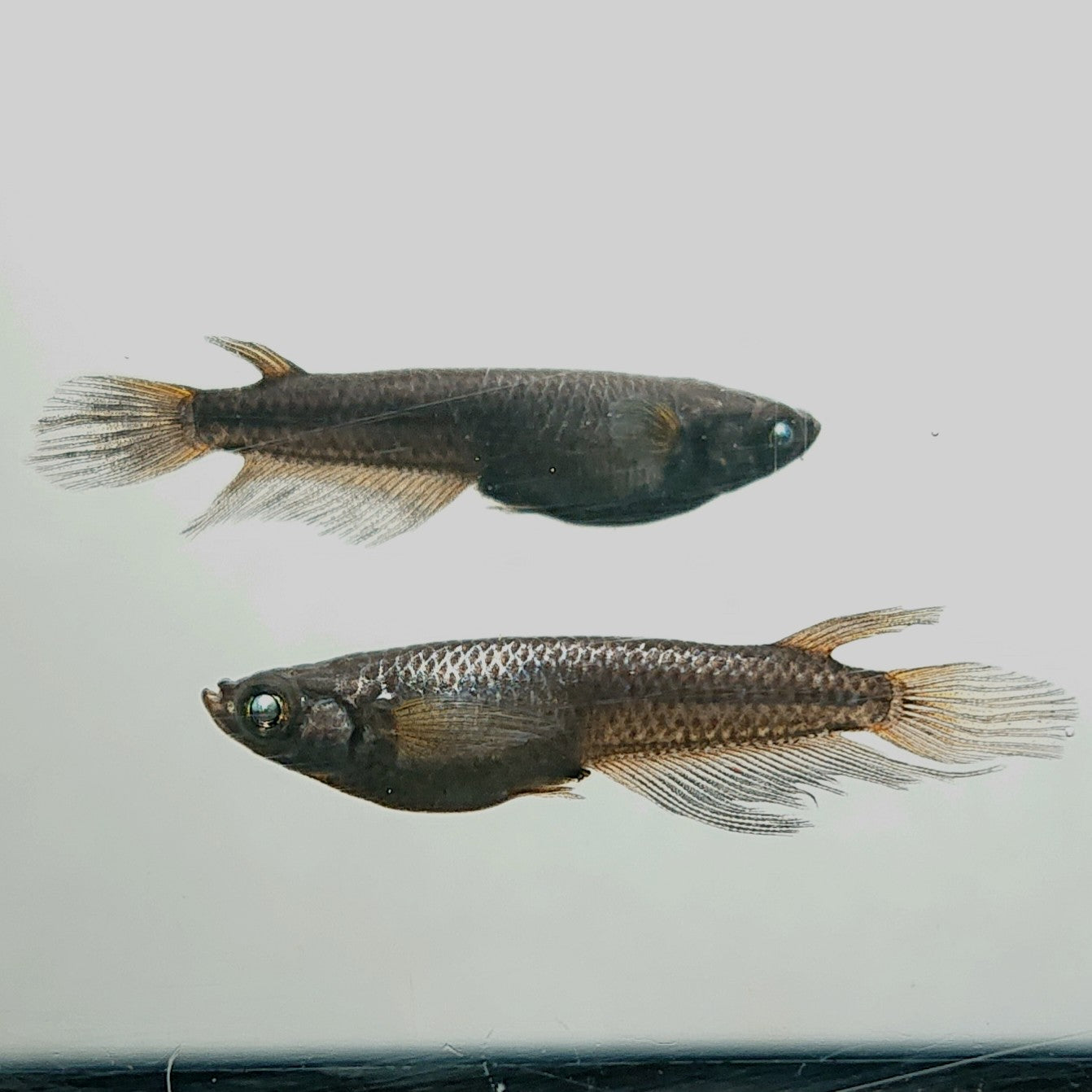 【現物】北辻GODアースアイ松井ヒレ長　2ペア　3857