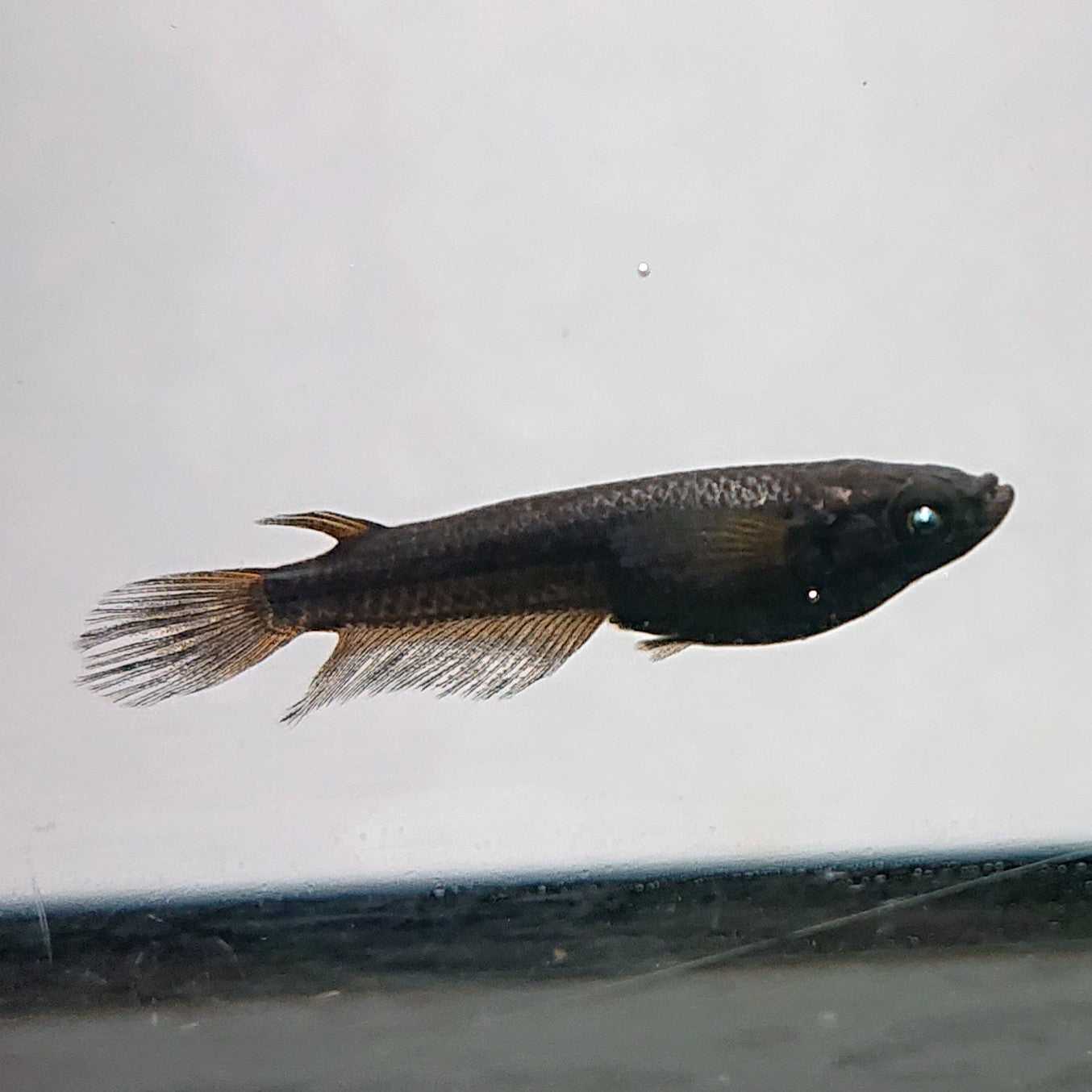 【現物】北辻GODアースアイ松井ヒレ長　2ペア　3857