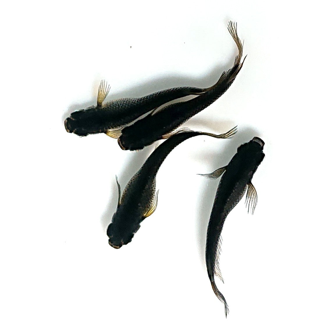 【現物】北辻GODアースアイ松井ヒレ長　2ペア　3857