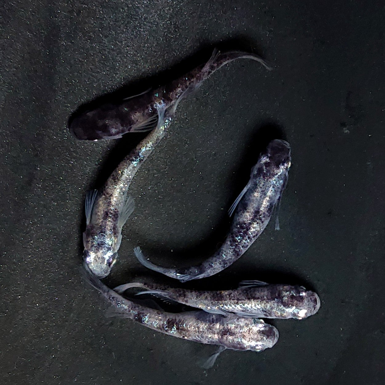 【現物】和墨白銀　5匹　オス2メス3　抱卵中　3855