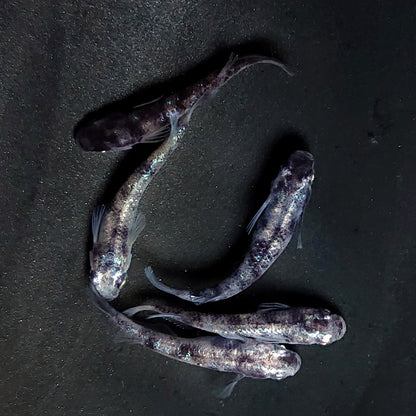 【現物】和墨白銀　5匹　オス2メス3　抱卵中　3855