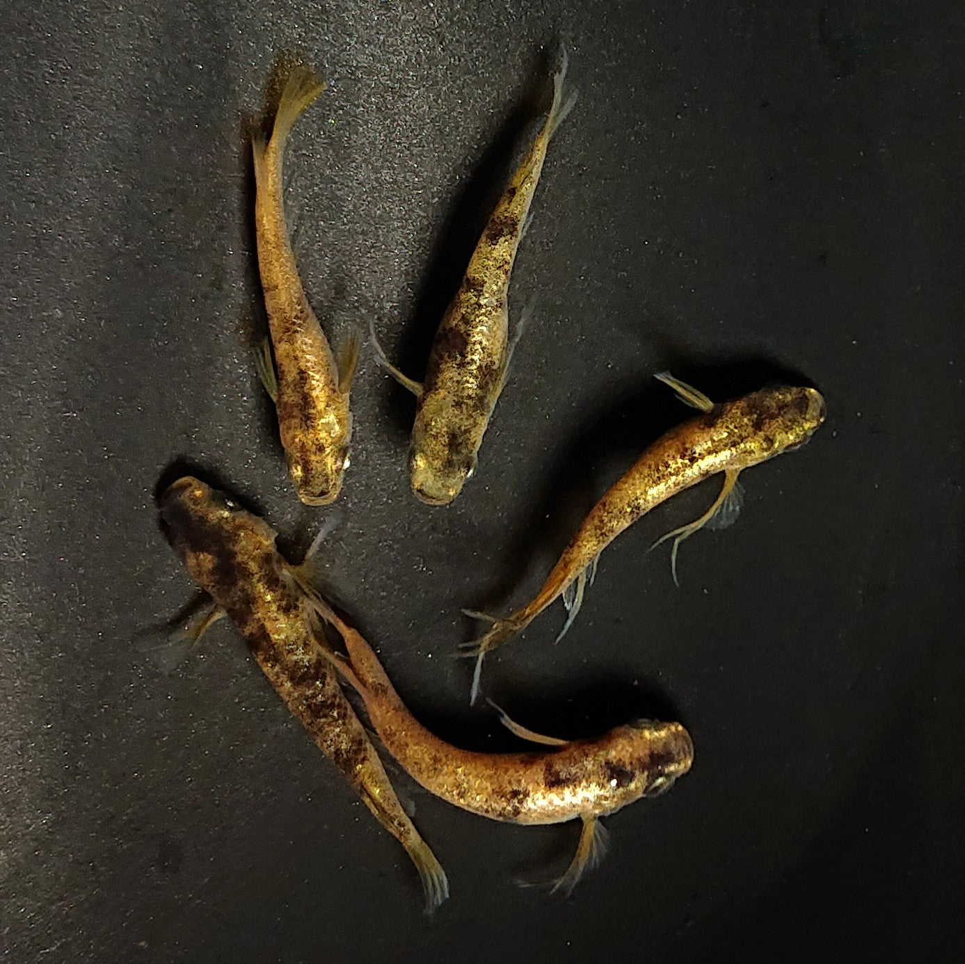 【現物】金閣　5匹　オス3メス2　スワロー発現ペア入り　3854