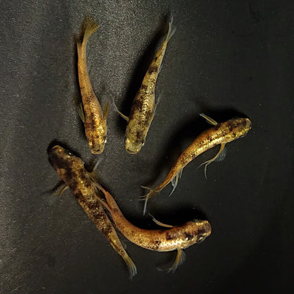 【現物】金閣　5匹　オス3メス2　スワロー発現ペア入り　3854