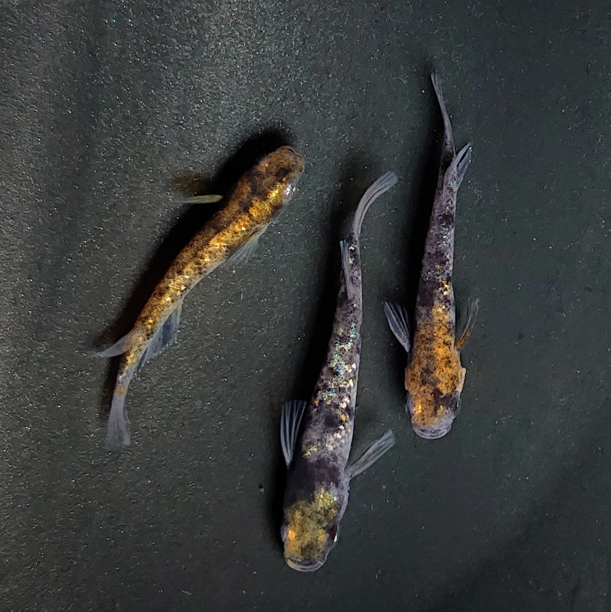 【現物】和墨白銀三色　3匹　オス2メス1　3856