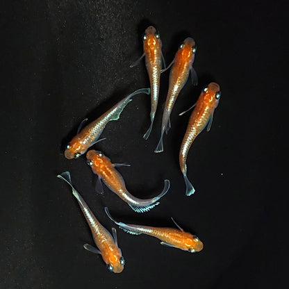 【現物】深紅のデーンモルフォキッシングΩ　7匹　オス3メス4　3863