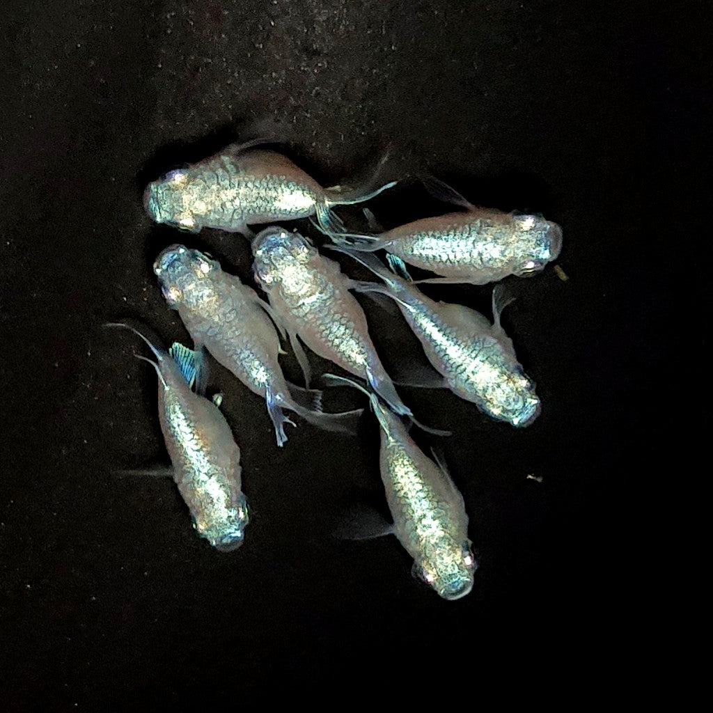 【現物】エンゼル　7匹　オス4メス3　3867