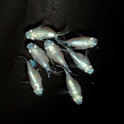 【現物】エンゼル　7匹　オス4メス3　3867