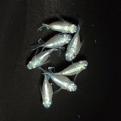 【現物】エンゼル　7匹　オス4メス3　3867