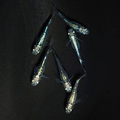 【現物】ゴジラ　6匹　オス2メス4　3861