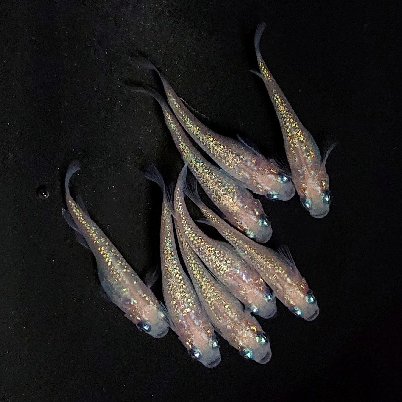 【現物】ピンクサファイア　8匹　オス3メス5　3865