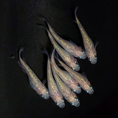 【現物】ピンクサファイア　8匹　オス3メス5　3865