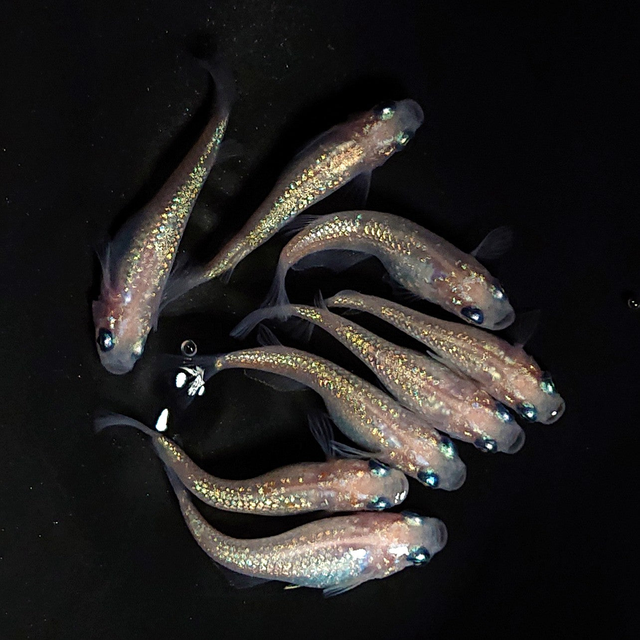 【現物】ピンクサファイア　8匹　オス3メス5　3865