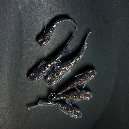 【現物】ミッドナイトフリル ラメtype　3ペア　3862