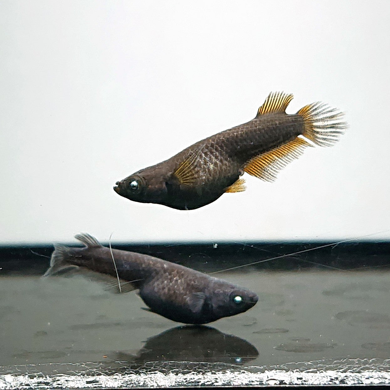 【現物】北辻GODアースアイ松井ヒレ長　2ペア　3874