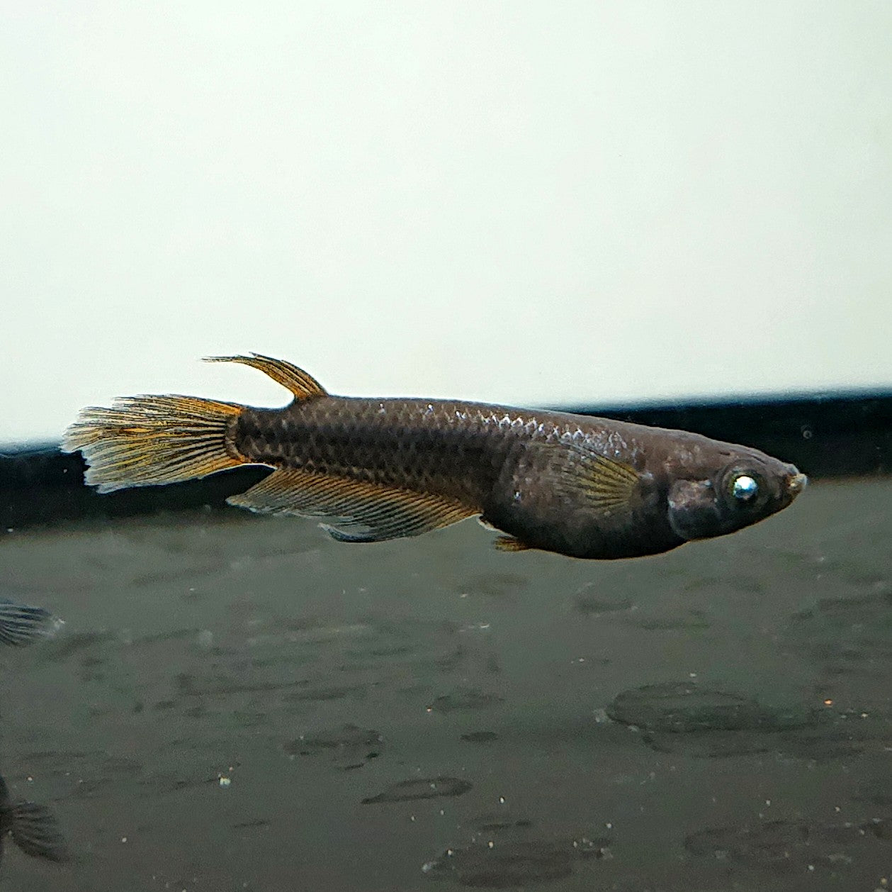 【現物】北辻GODアースアイ松井ヒレ長　2ペア　3874