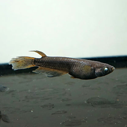 【現物】北辻GODアースアイ松井ヒレ長　2ペア　3874