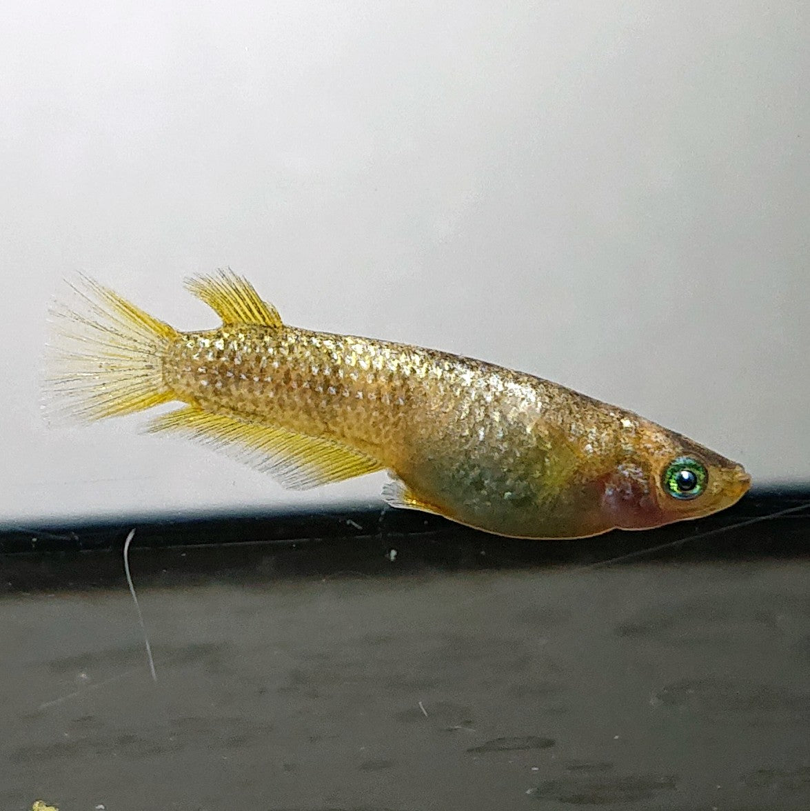 【現物】金箔和墨　3匹　オス1メス2　3868