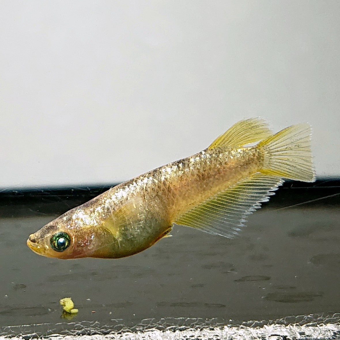 【現物】金箔和墨　3匹　オス1メス2　3868